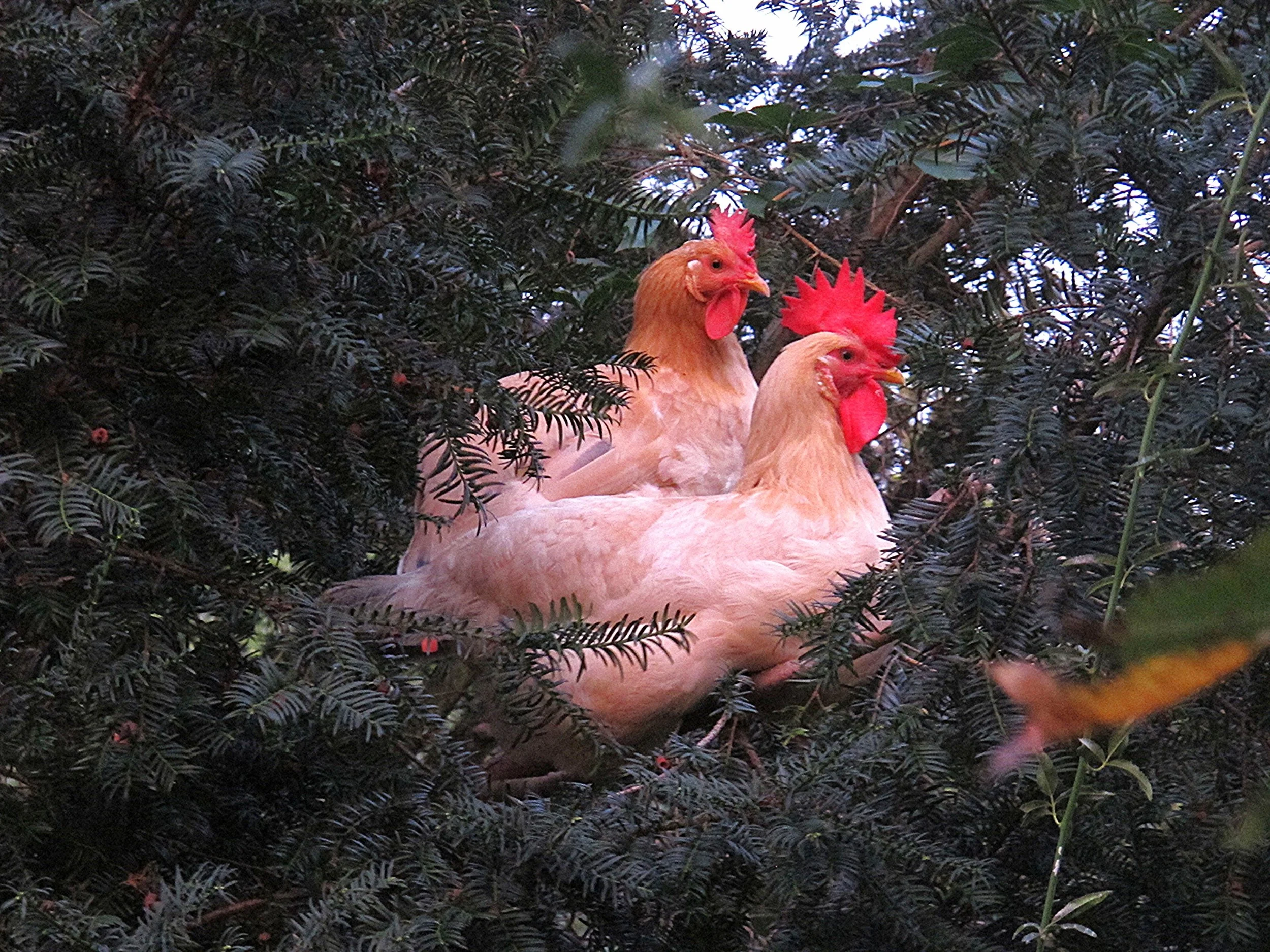 Of Envy and chickens 