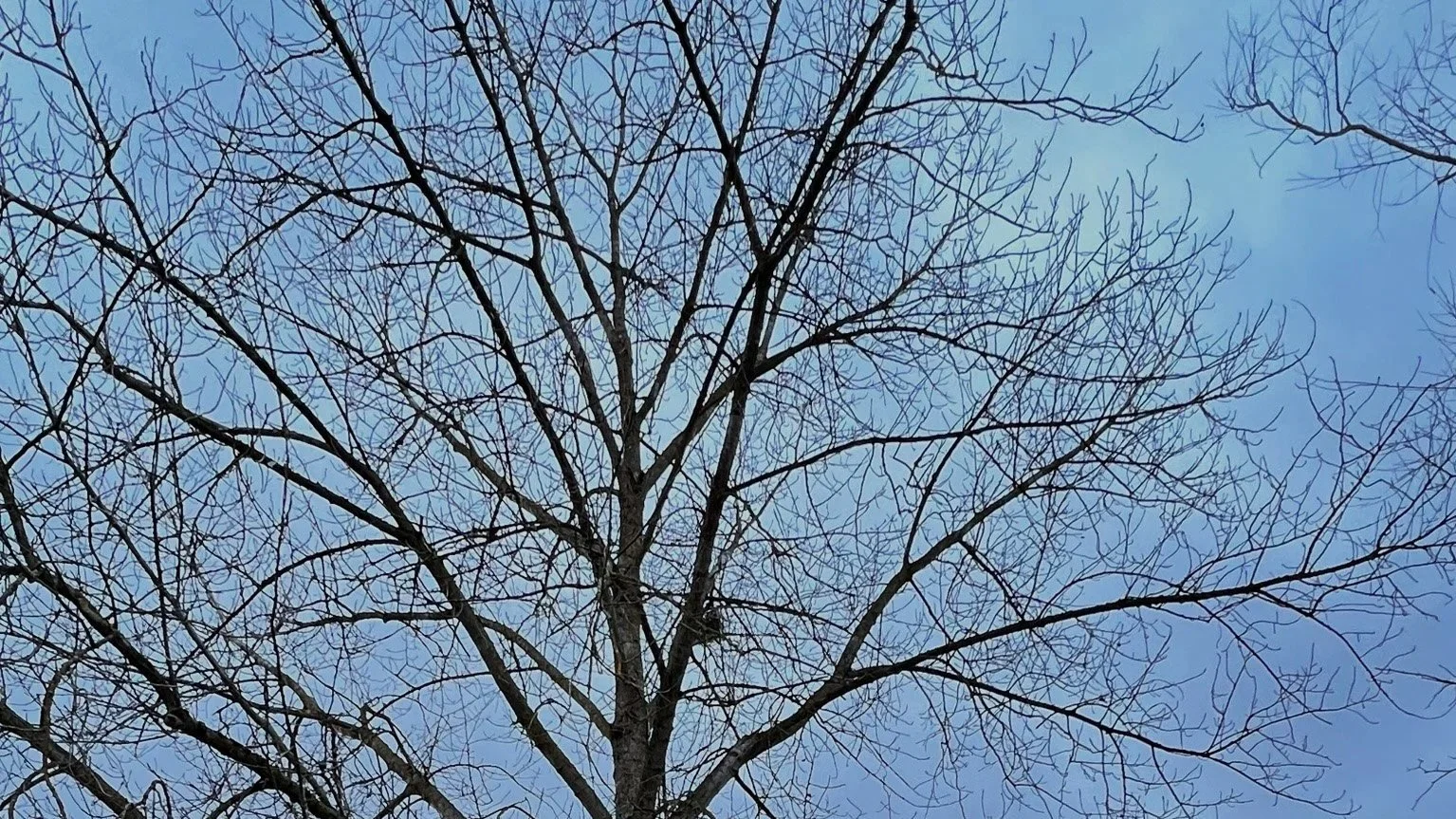 Big trees and great expectations