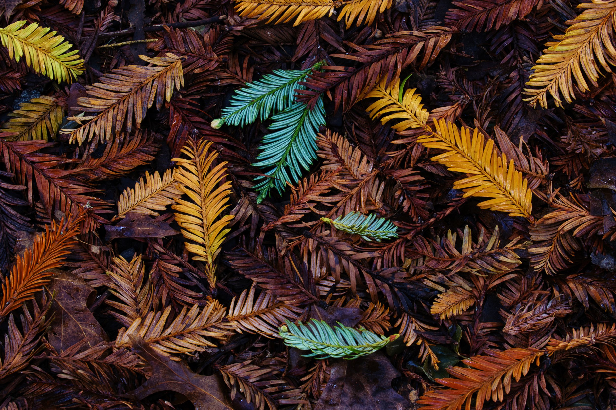 Australian Autumn