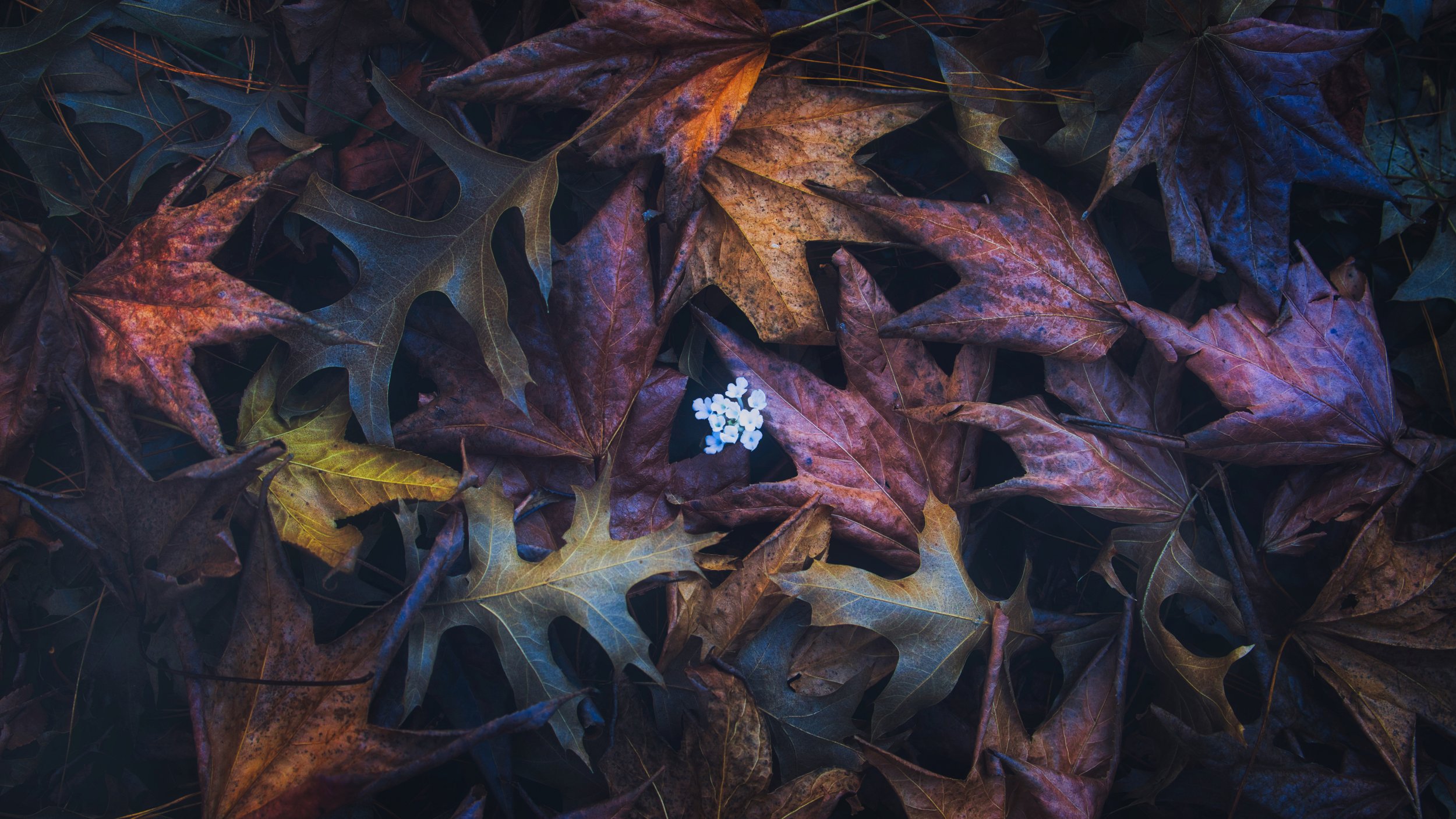 A Walk In The Park
