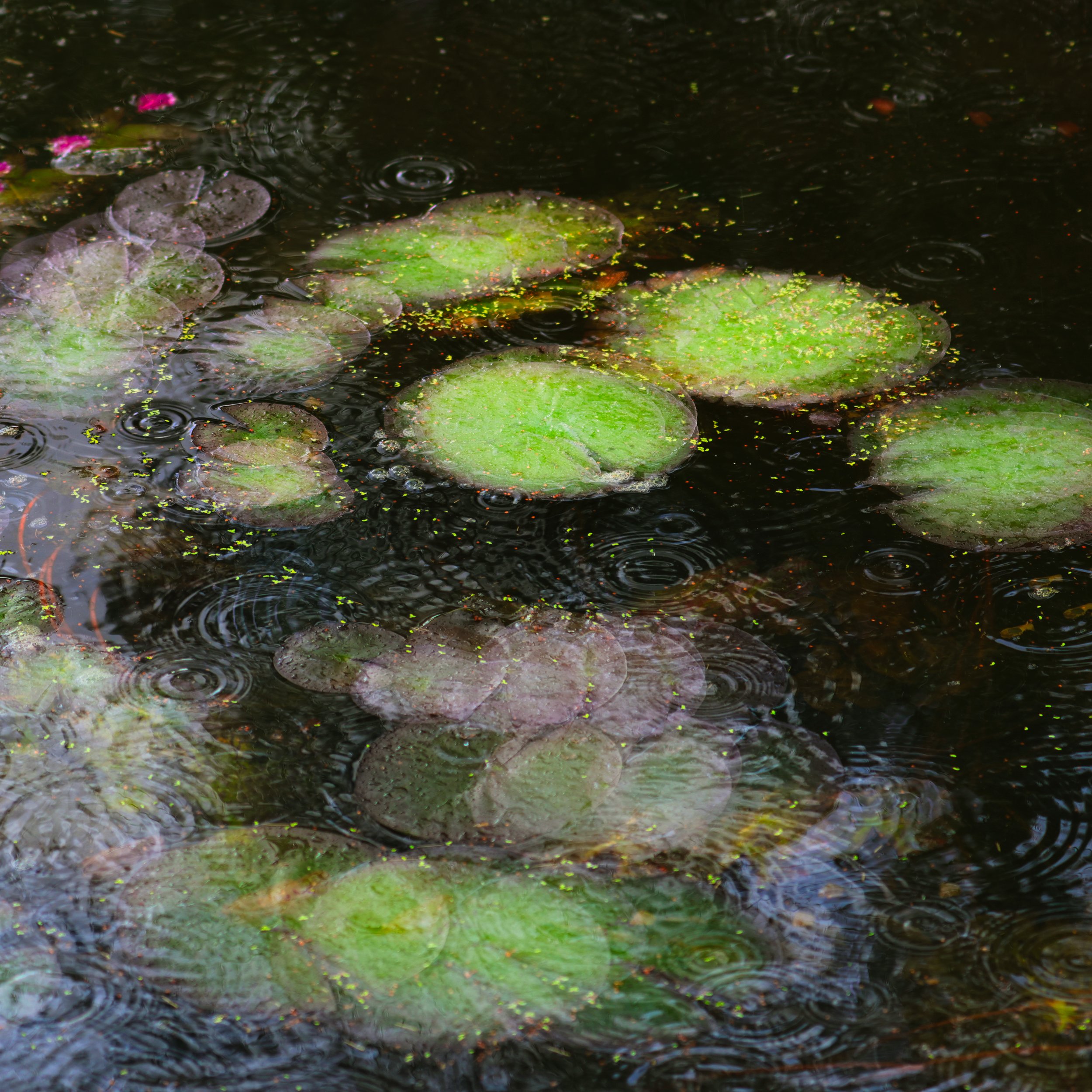 Drops on the Pond