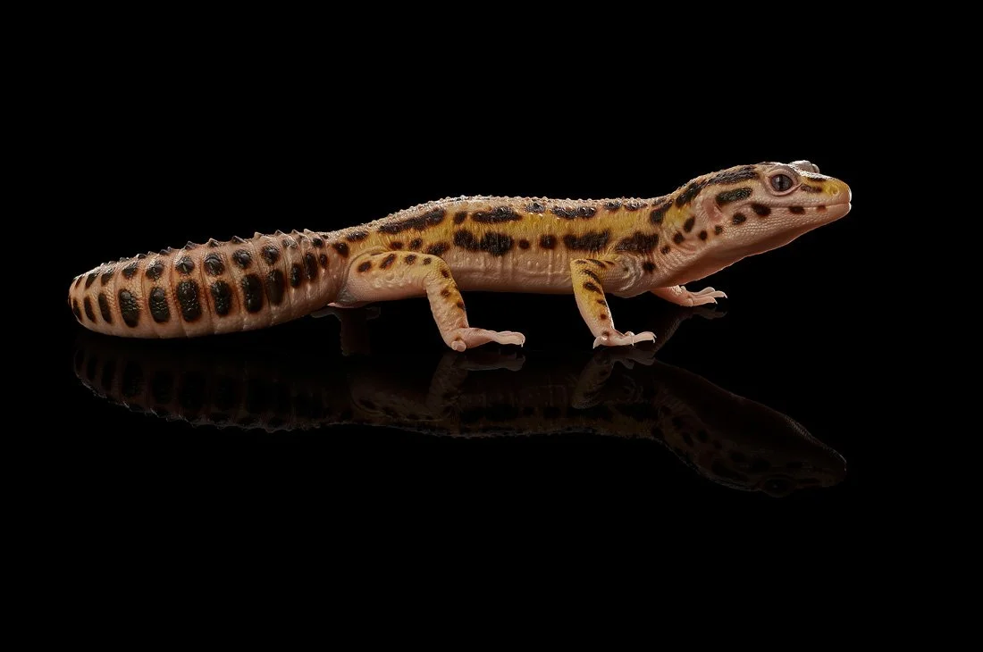 Gekko Composite I.jpg