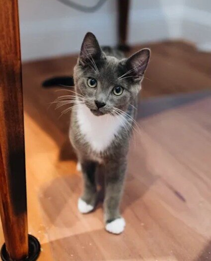 🐱 Scallop 🐱 - Snuggly and cuddly!⁠
⁠
Scallop is an affectionate little kitten with boundless energy and the most beautiful eyes you'll ever gaze into! He loves being around his kitten siblings, playing crash tackle and tearing up cardboard boxes in