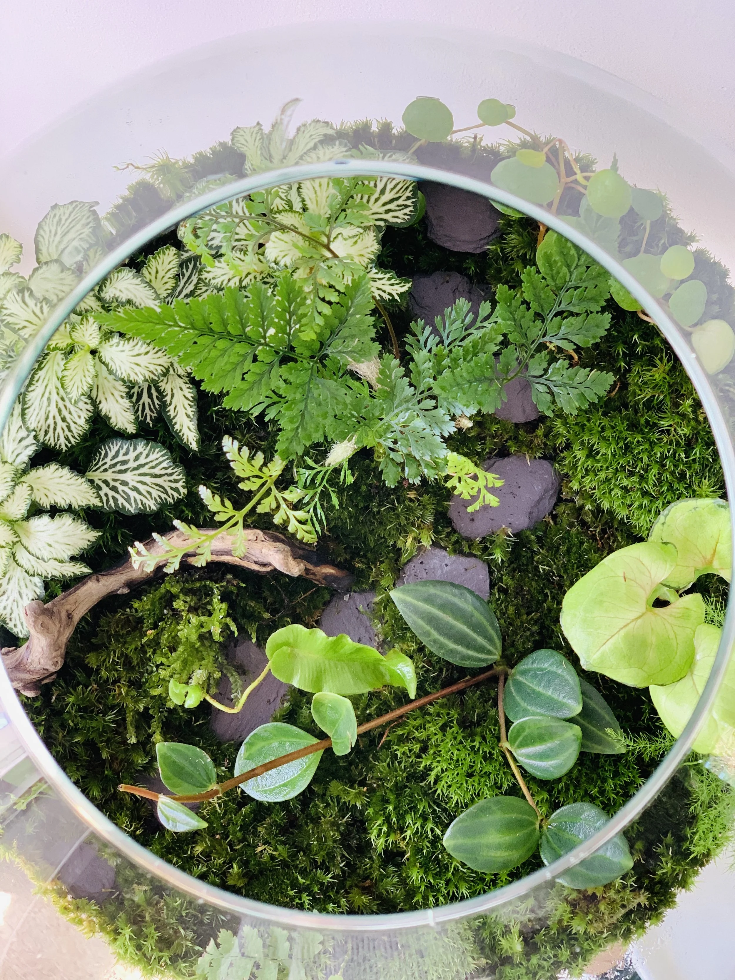 General Care — Little Eden Terrariums