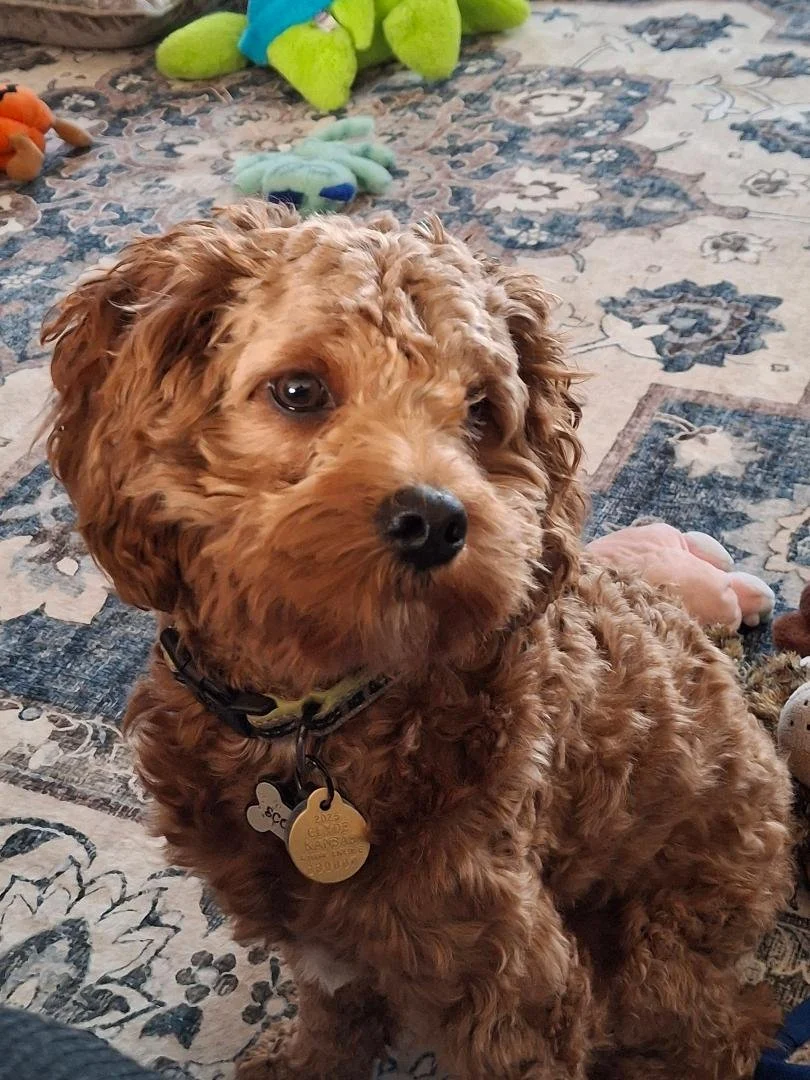 Scooter - Bob & Donna Pierce