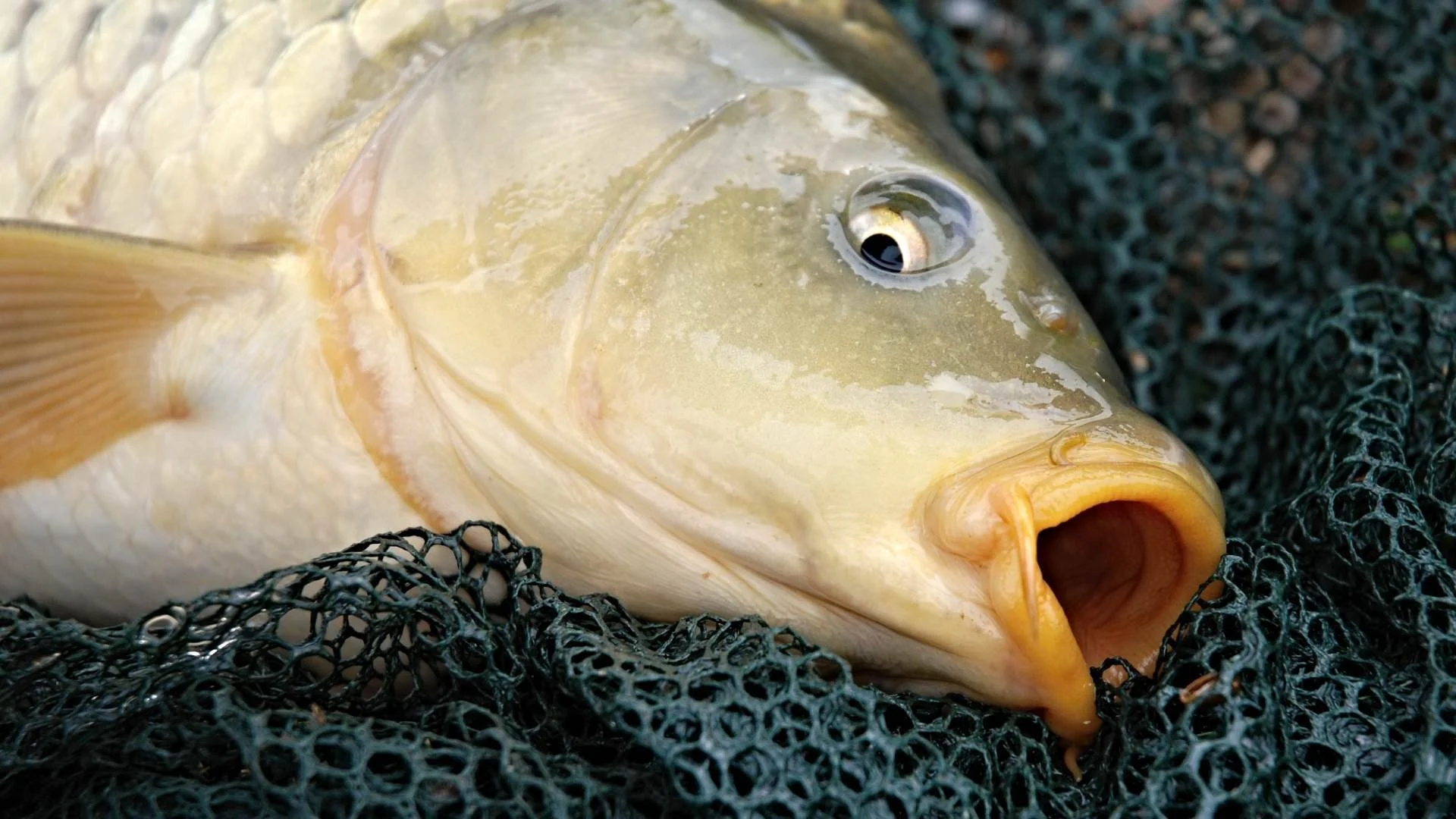 jakfisk-rutenbau-karpfen-angeln-angelrute.jpg