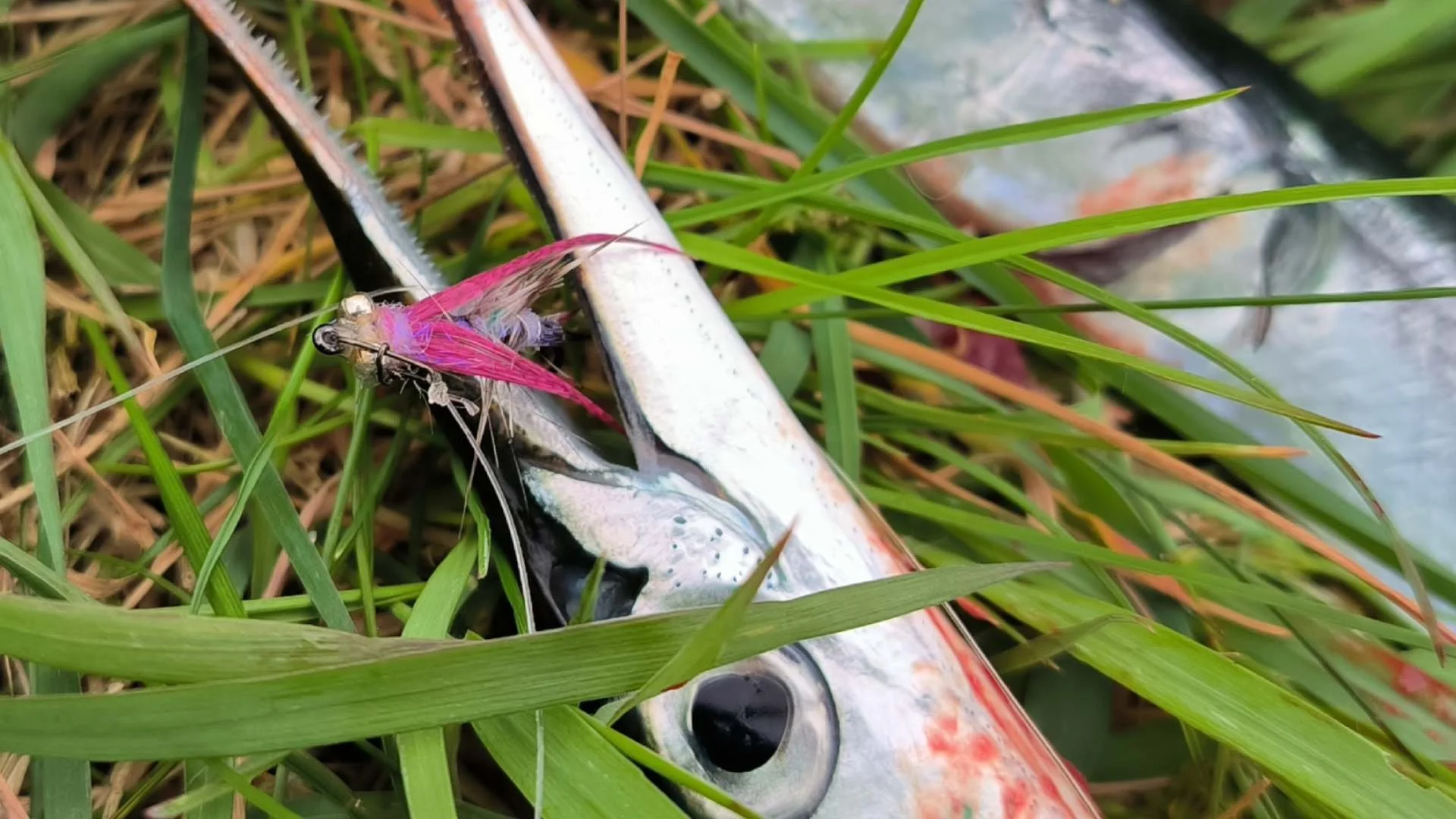 Dieser Hornhecht wurde mit einer Fliege gefangen.