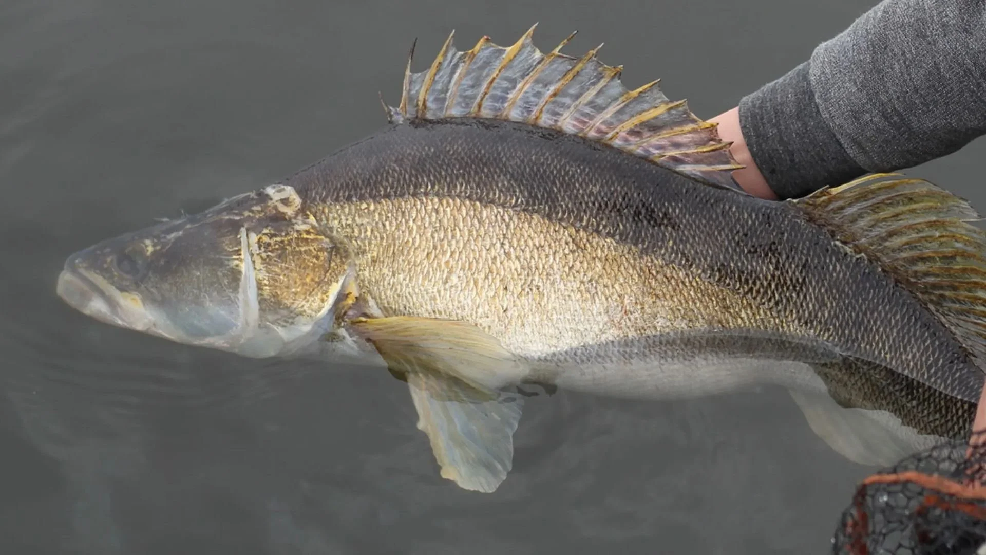 jakfisk-zander-angeln-spinnrute.jpg