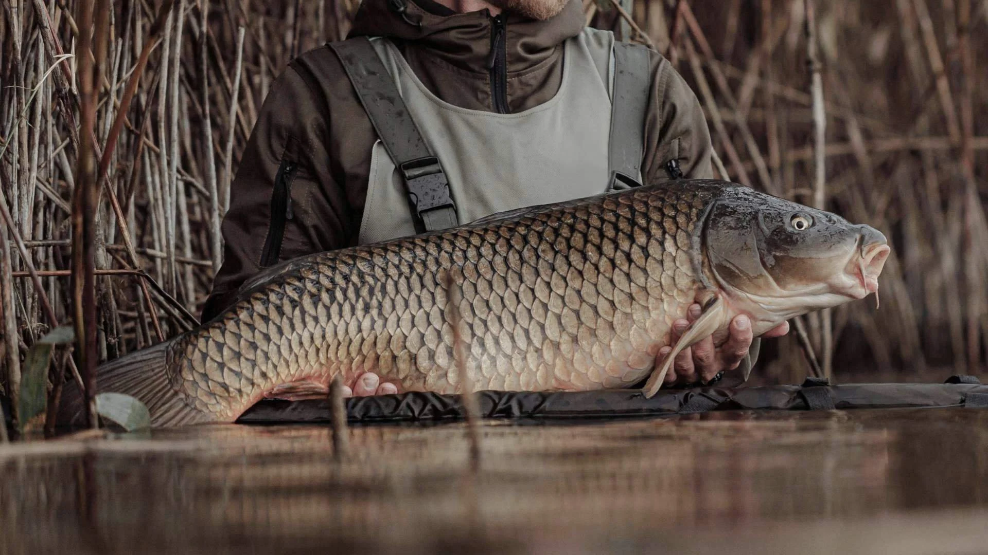 Ein großer Karpfen der im Herbst mit einer Karpfenrute von Jakfisk gefangen wurde