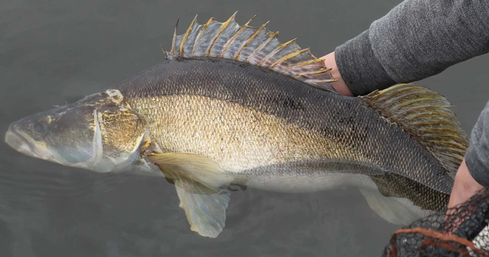 Ein Zander wurde beim Spinnfischen vom Boot aus gefangen, mit einer Rute von Jakfisk.