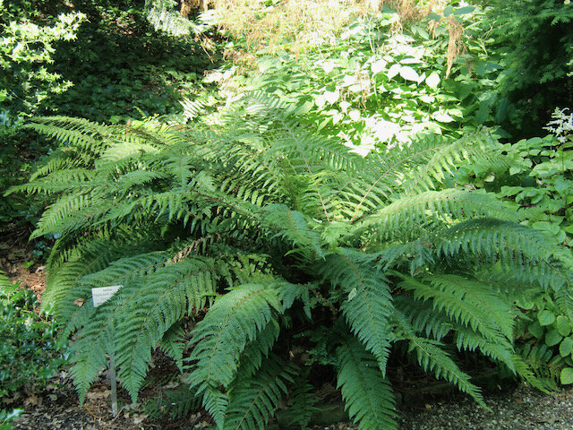 Polystichum setiferum.jpeg