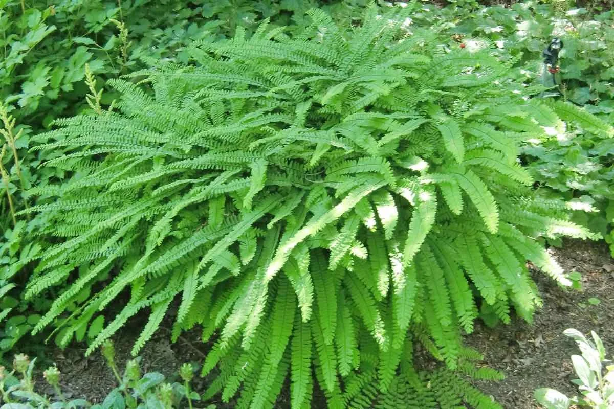 Hufeisenfarn, Pfauenradfarn