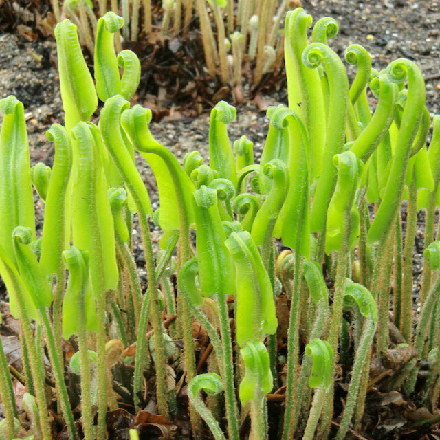 Phyllitis scolopendrium.jpeg