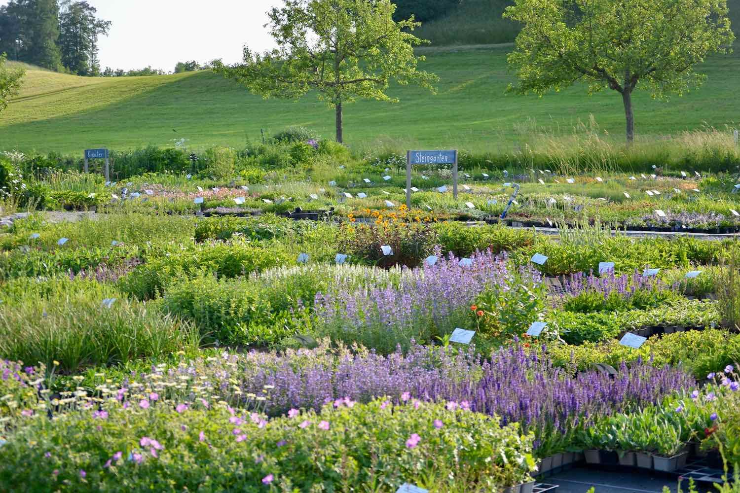 So sieht ein Topfquartier im Frühsommer aus.