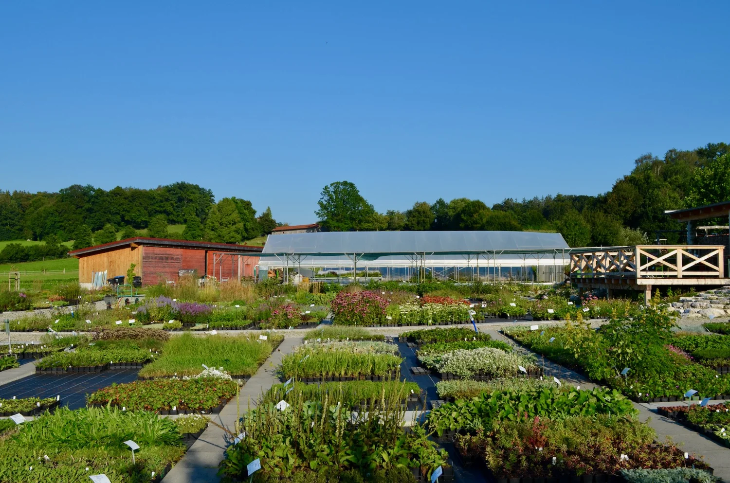 Staudengärtnerei im Thal