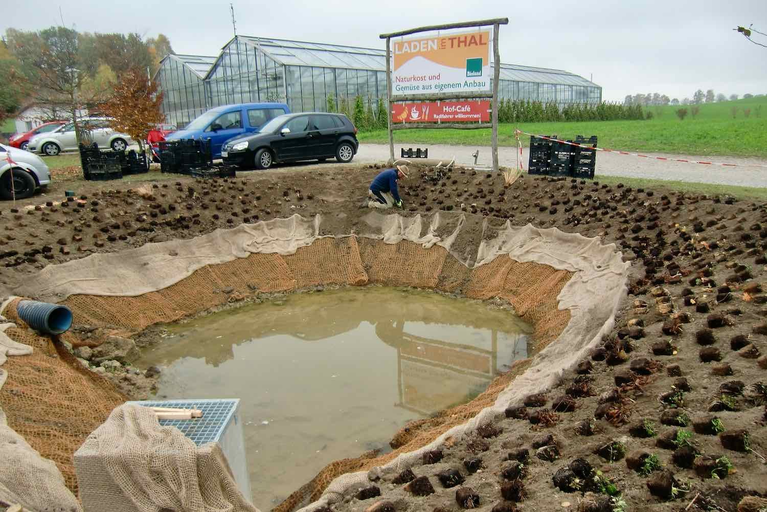 Insgesamt haben wir ca. 800 Stauden gepflanzt.