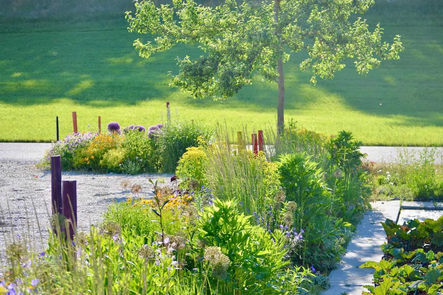 Im Frühsommer - gut ein Jahr nach der Pflanzung.