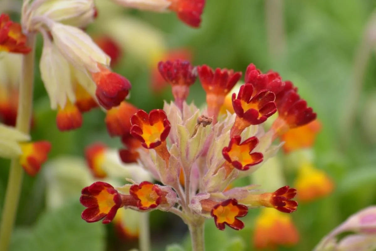 Rote Schlüsselblume