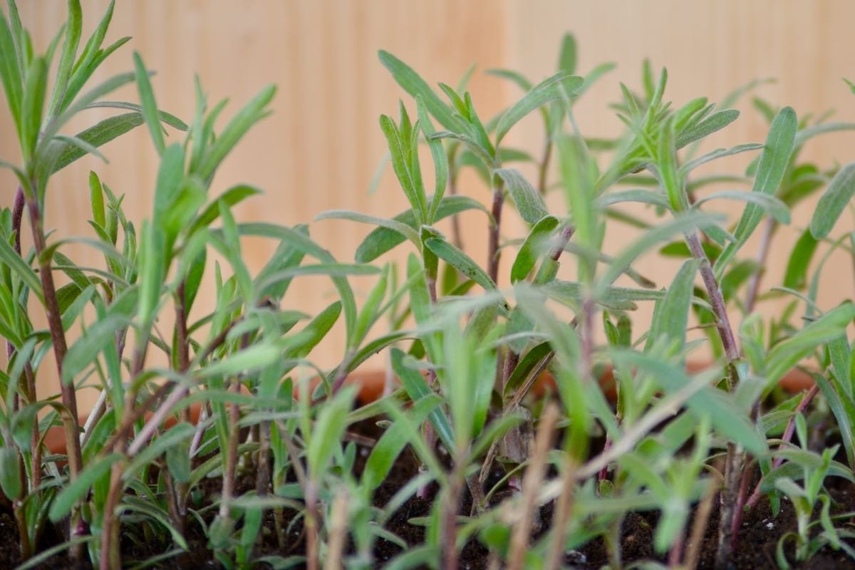 Französischer Estragon