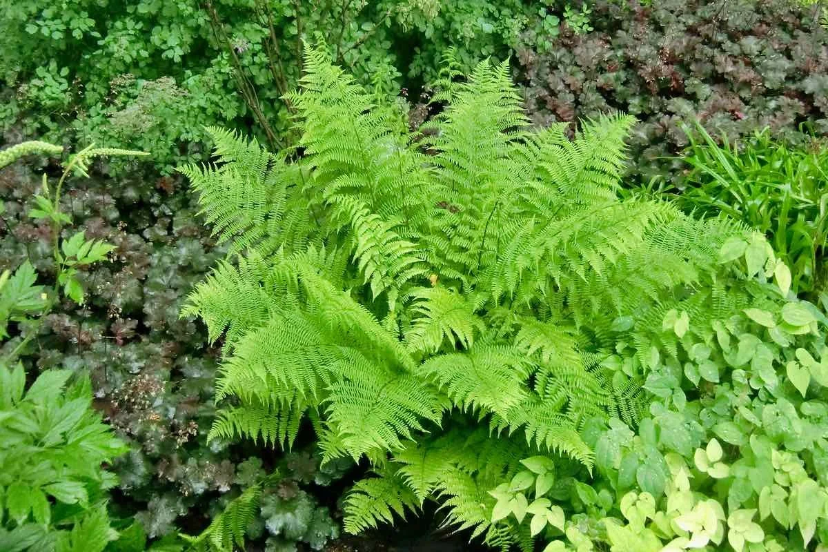 Frauenfarn