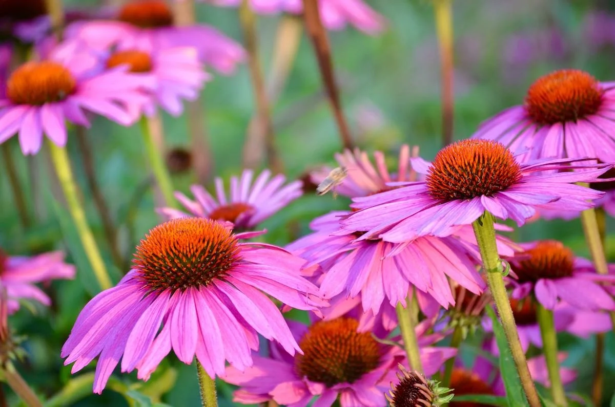 Echinacea