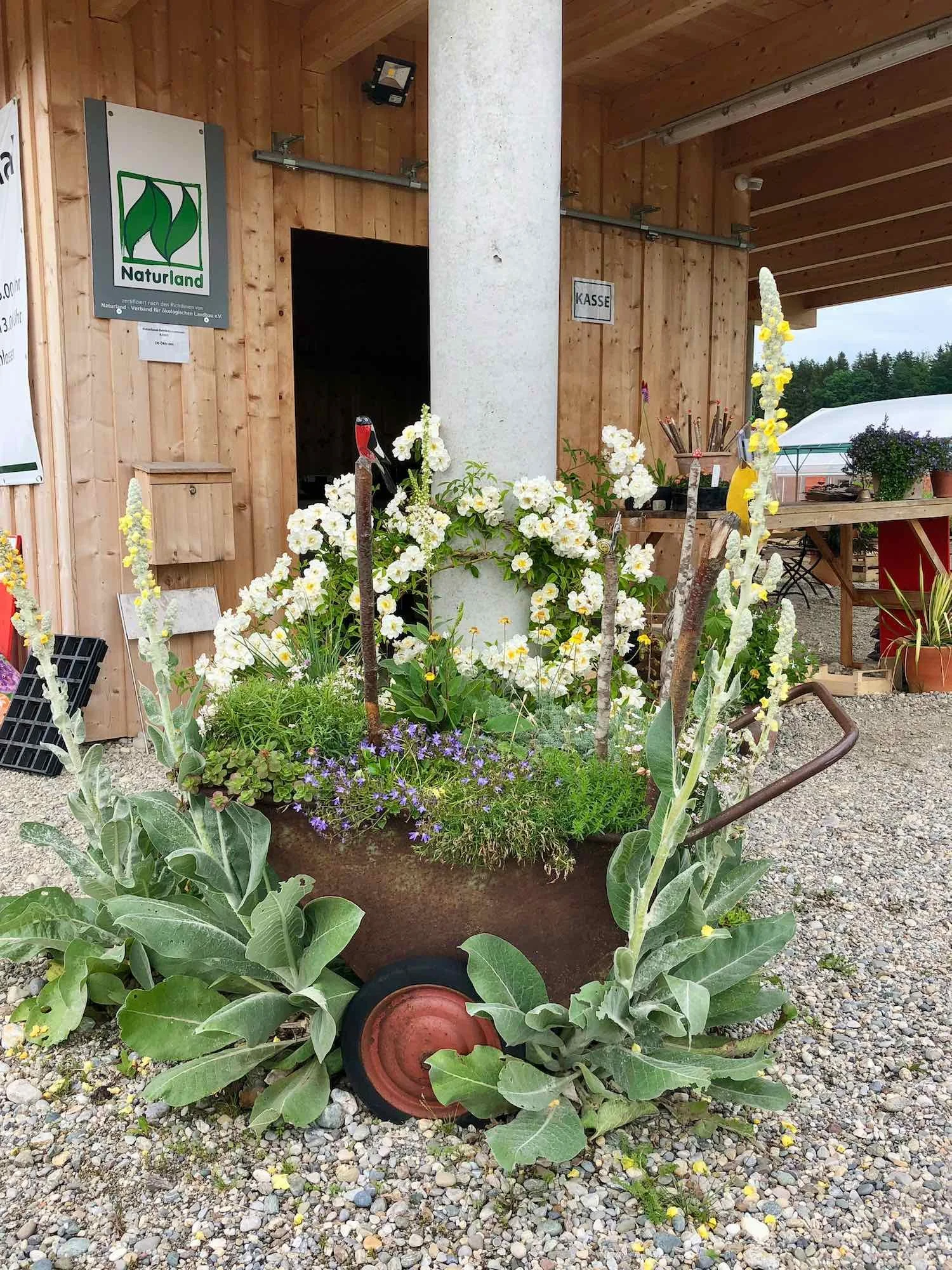 An eine Säule des Kassenhäuschens wird die Rambler-Rose 'Lykkefund' gesetzt.