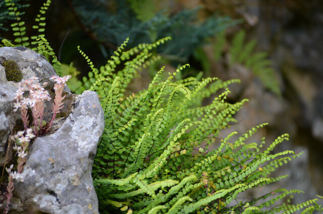 Asplenium trichomanes.jpeg