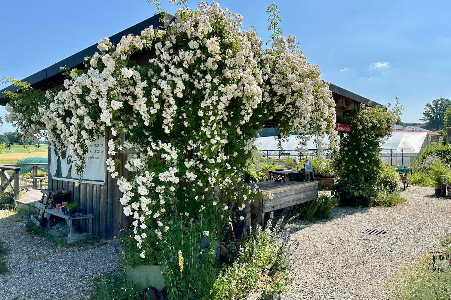 Einige Jahre später ist sie zu einem Traum geworden.