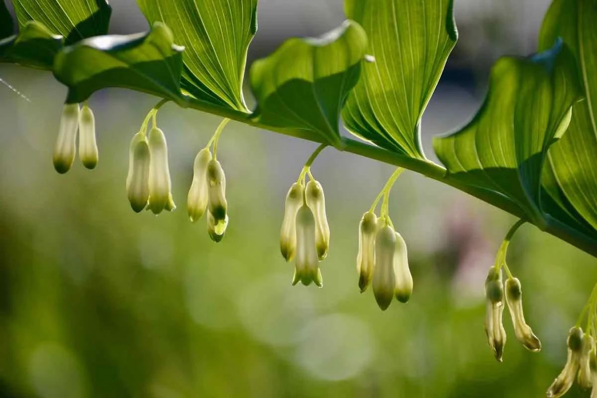 Vielblütiges Salomonssiegel