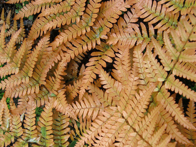 Dryopteris erythrosora.jpeg