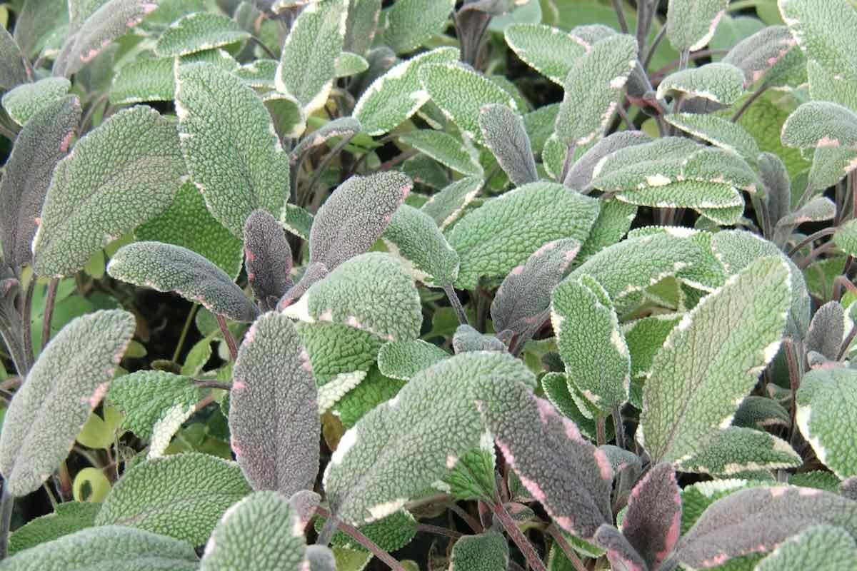 Rotblättriger Gewürz-Salbei