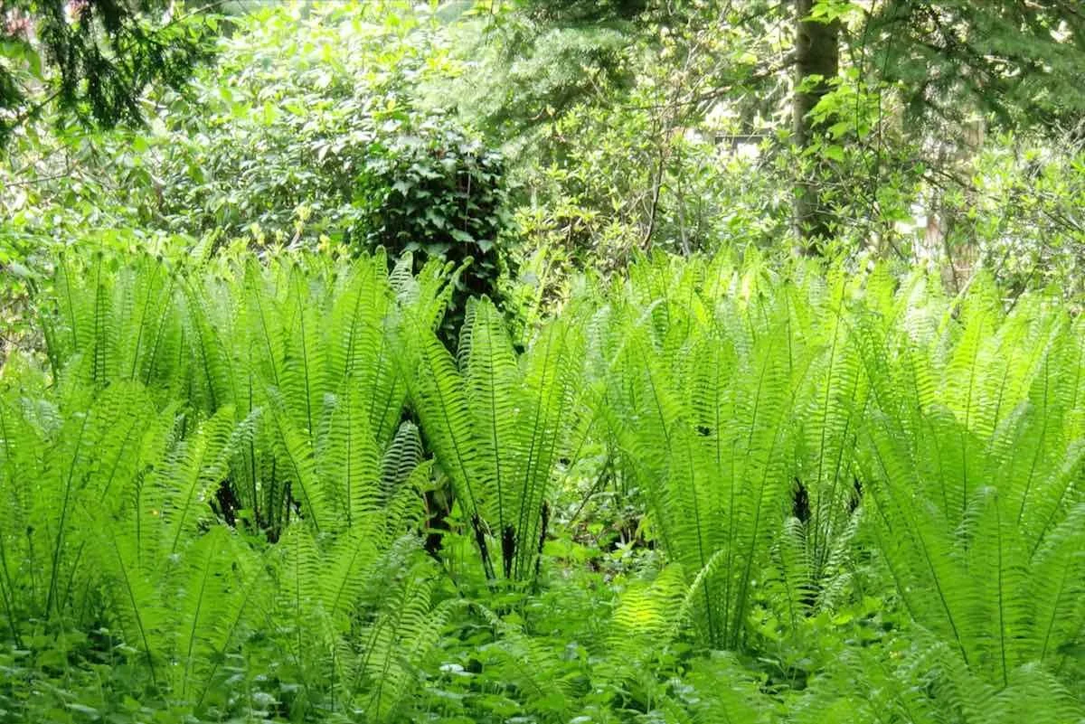 Tricherfarn, Straussenfarn