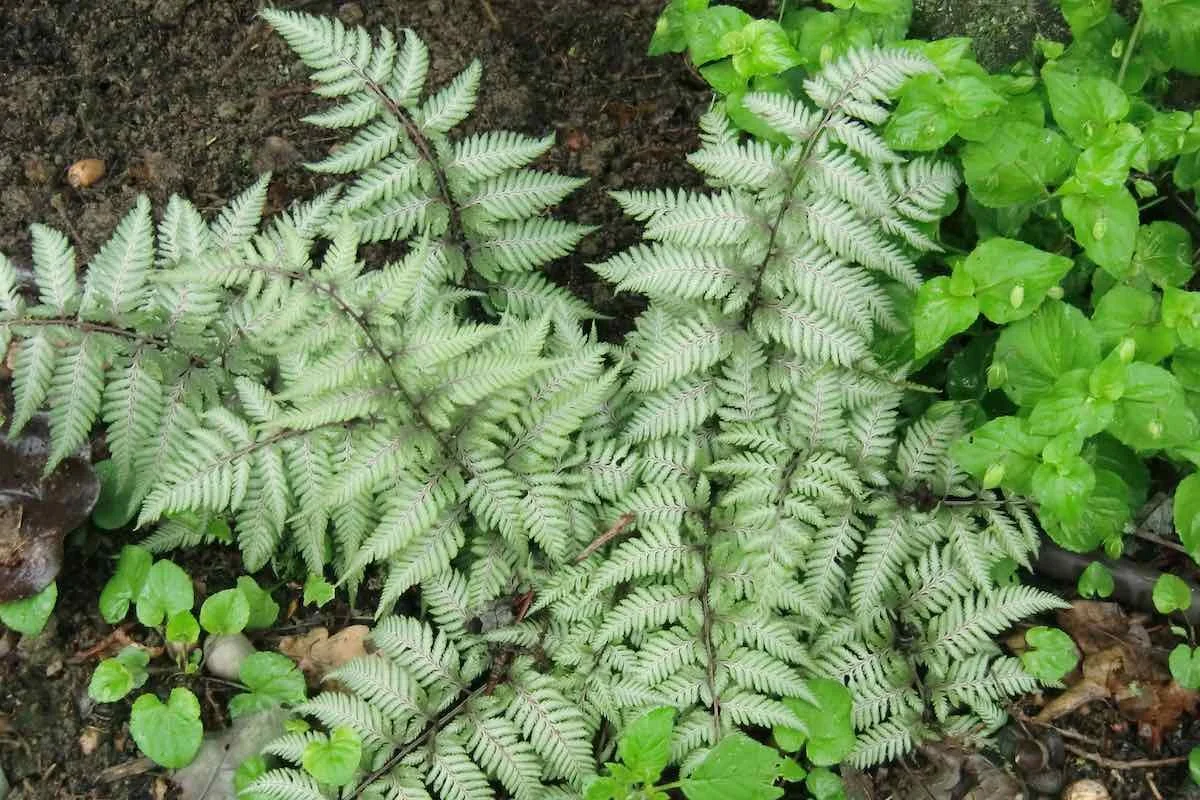 Regenbogenfarn, Brokatfarn