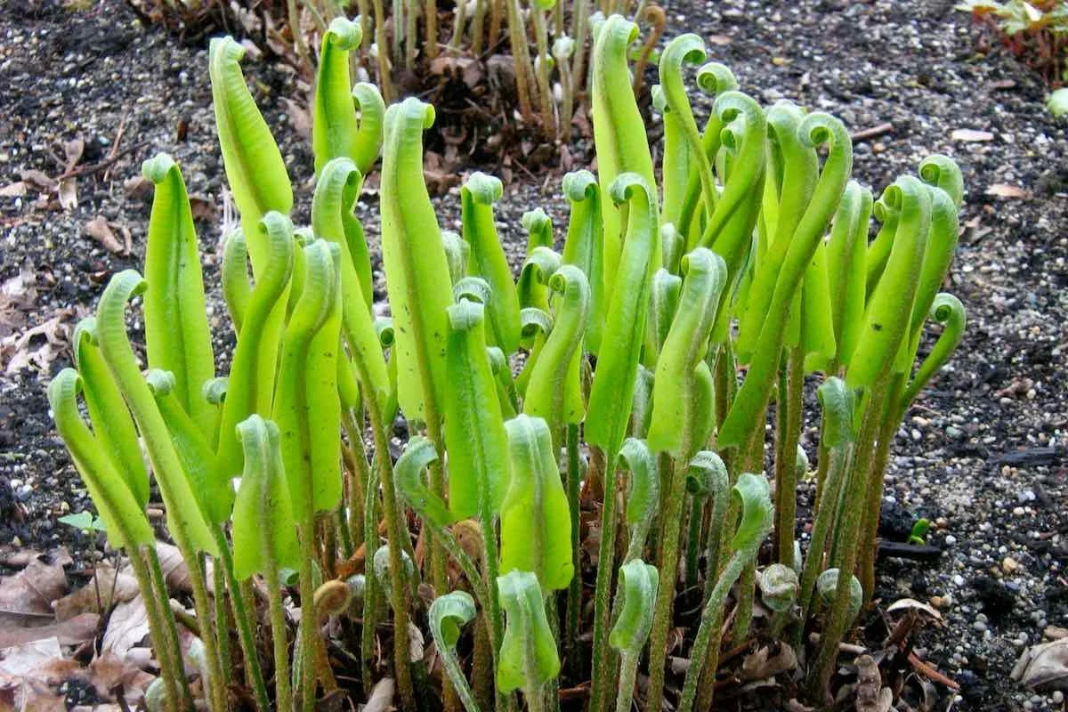 Hirschzungenfarn
