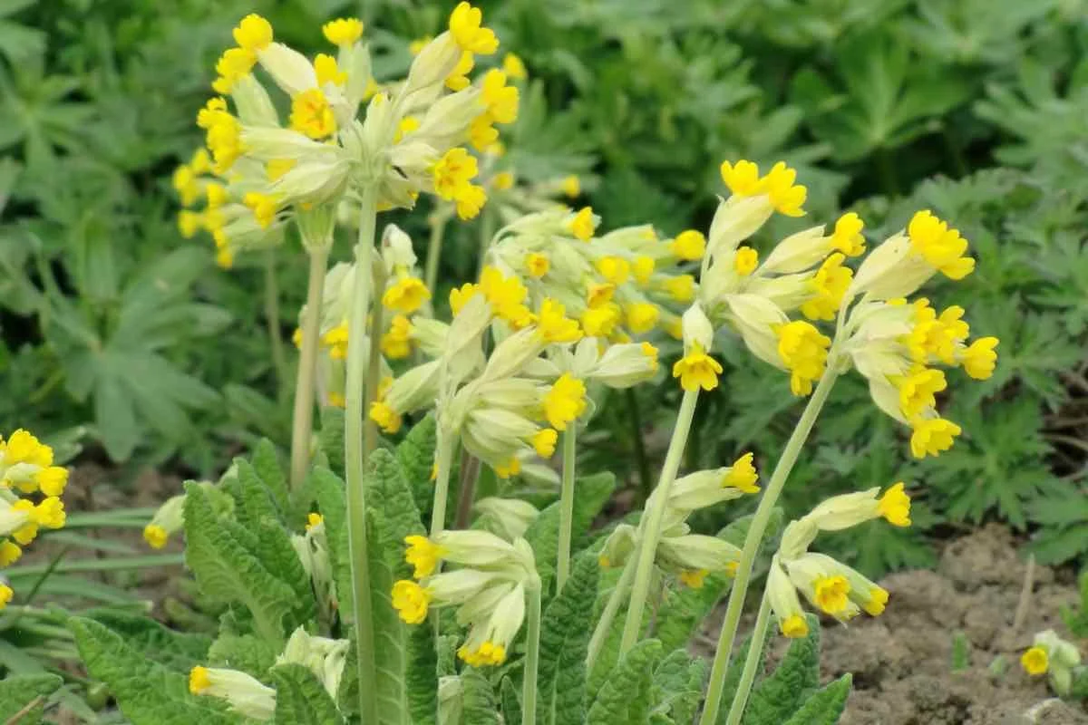 Echte Schlüsselblume