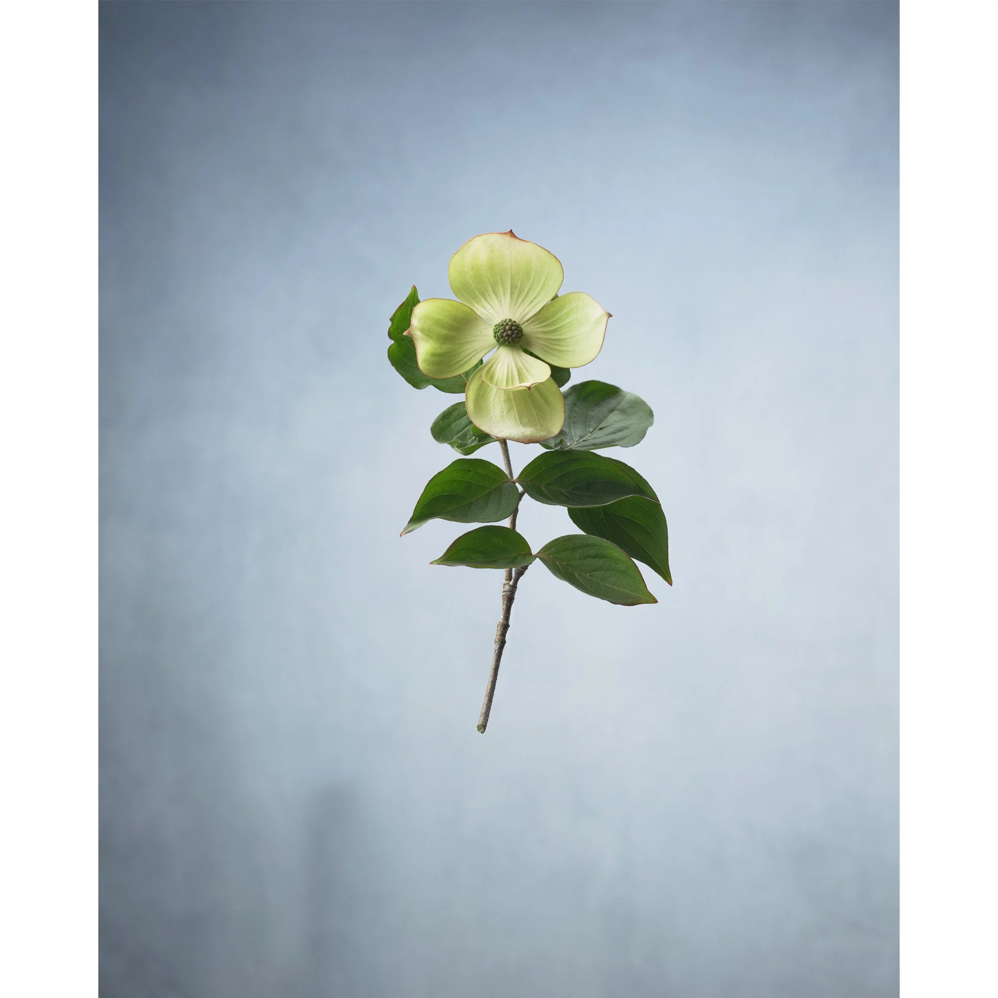 dogwood.jpg