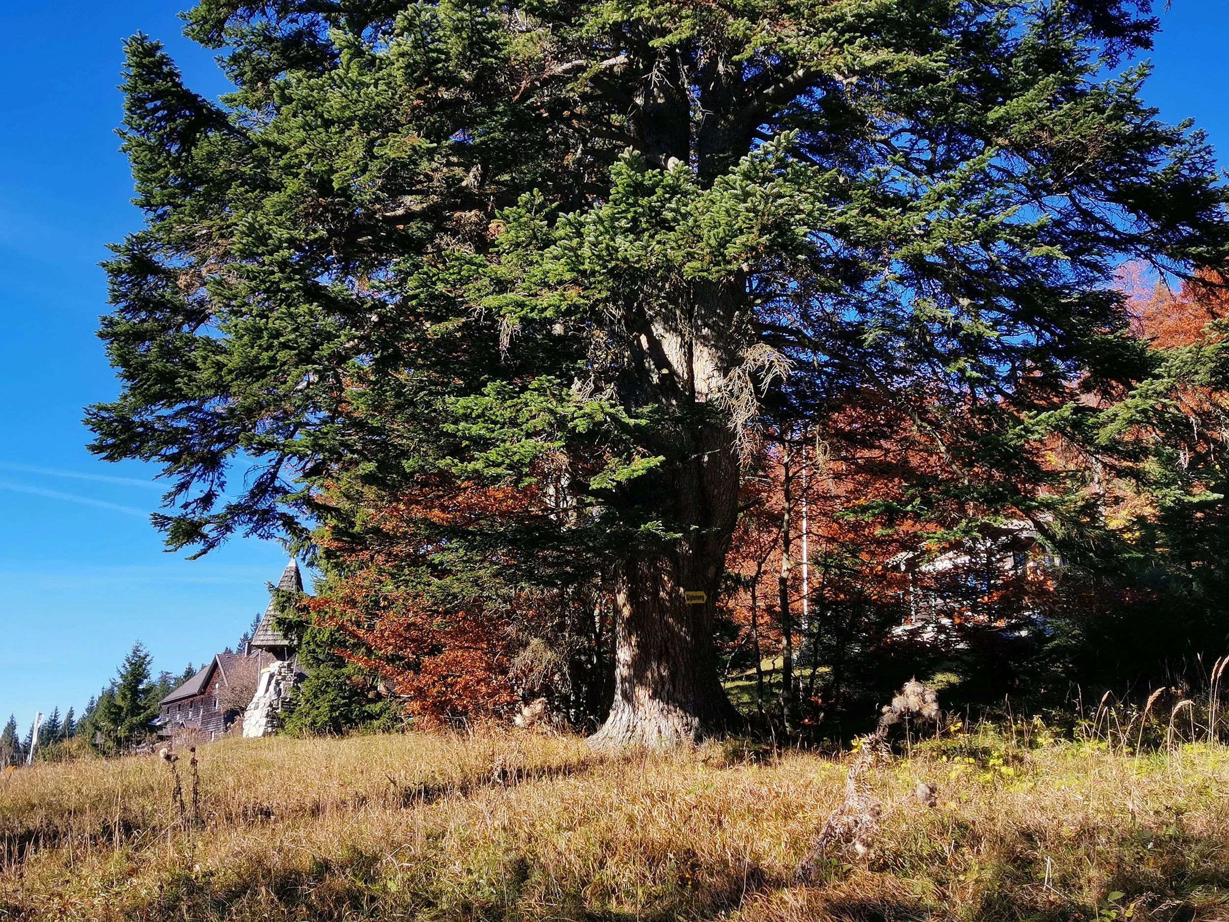 Gaia-inspirierte Wanderung zur Zeitqualiät Ernteschnitt