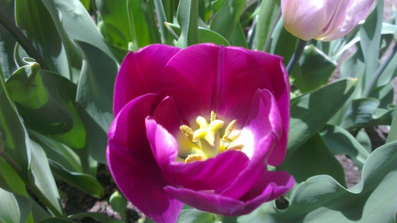 Anneliese_Tulpenblüte magenta.jpg