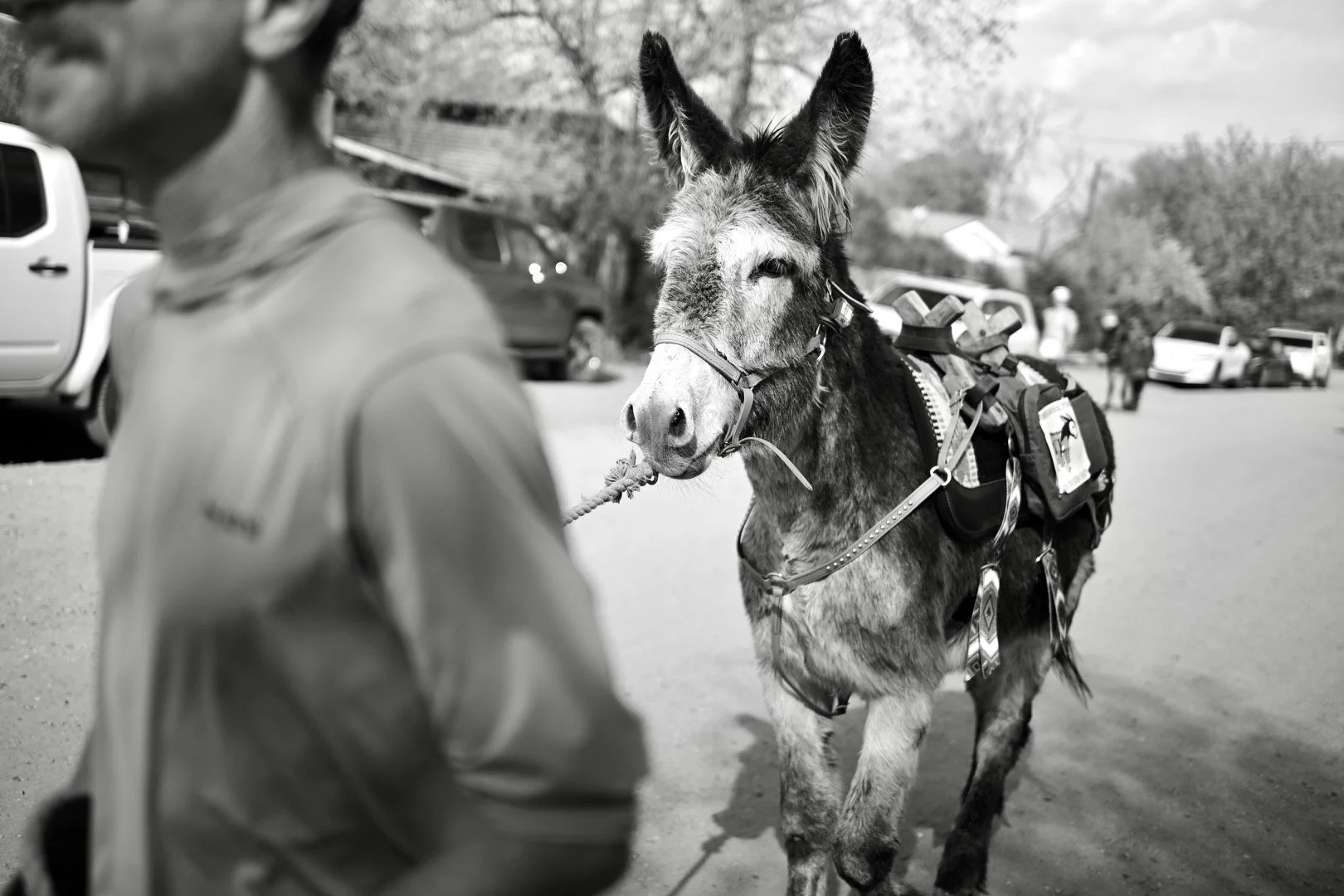 Burro Rodeo Burro Race Schedule — Western Pack Burro Ass-ociation