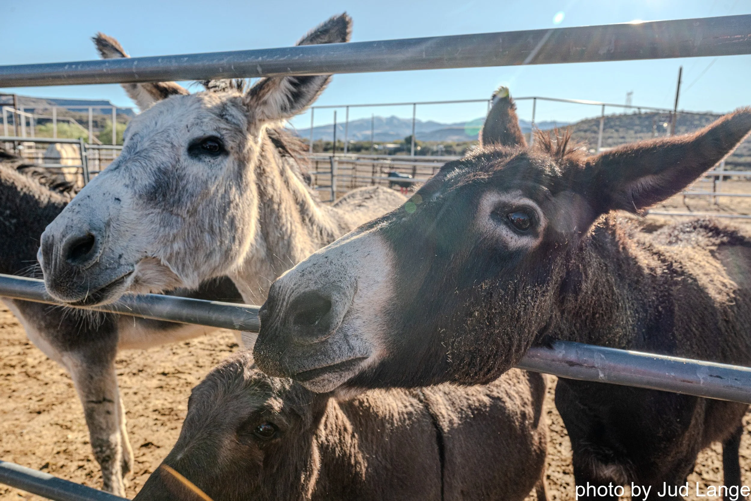 Black Canyon Donkey Derby
