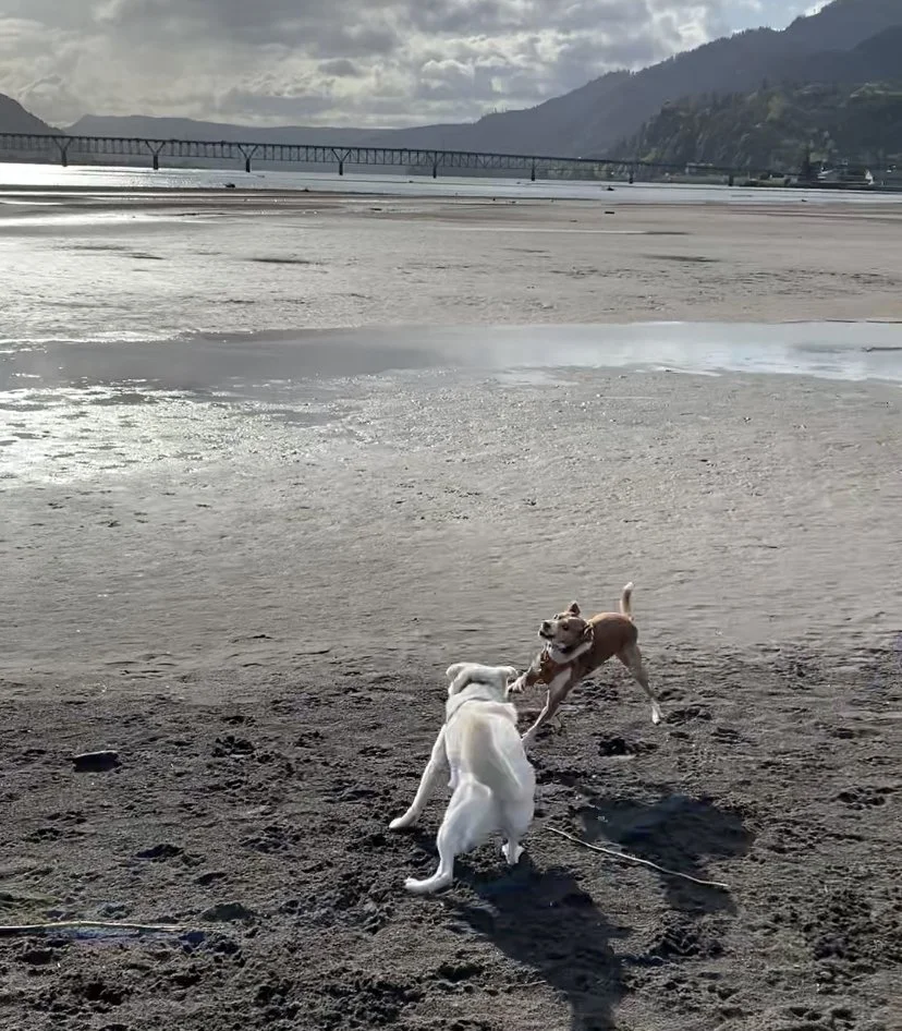 Grief, loss, and off-leash dogs
