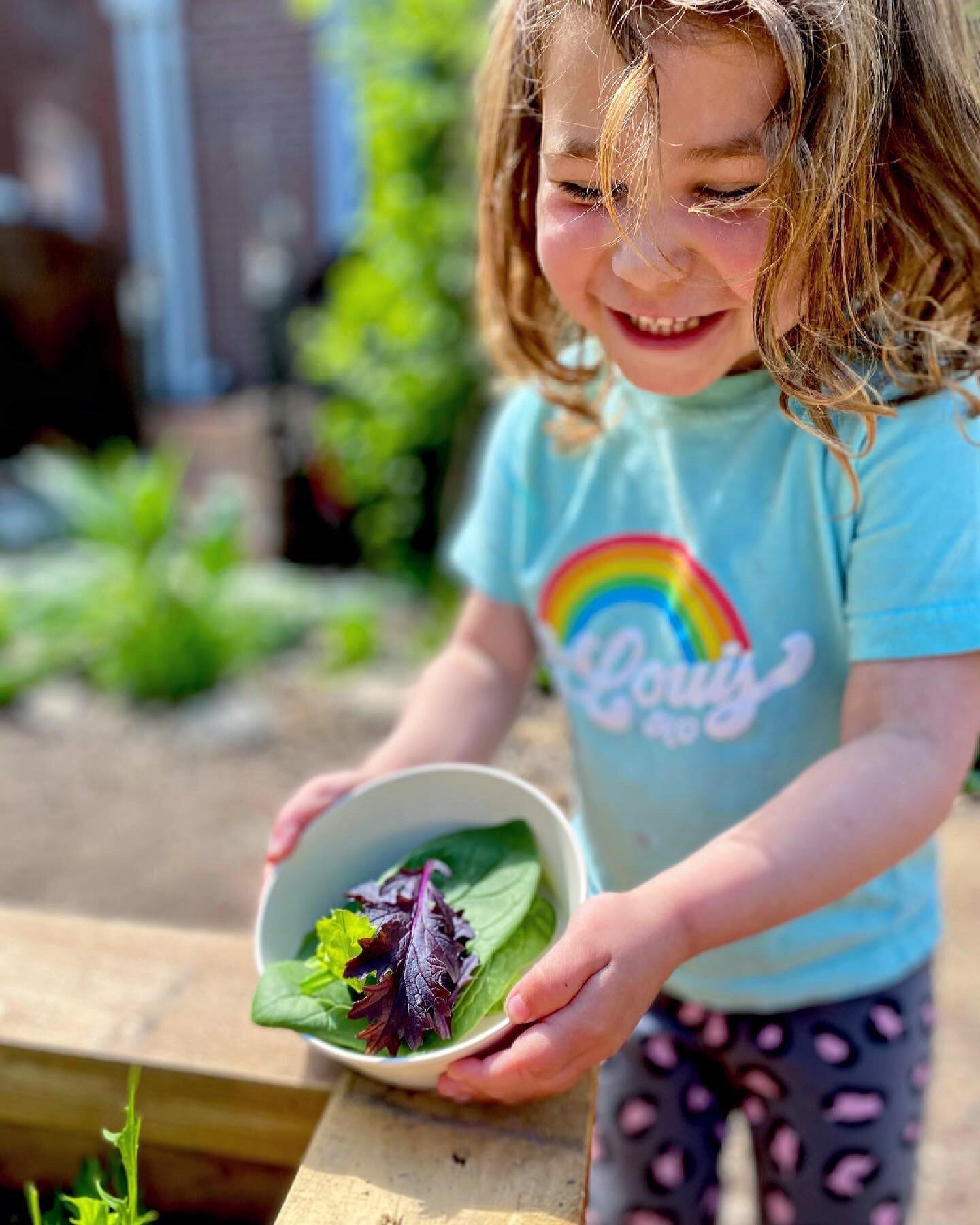 Today the Pawpaws harvested spinach, mizuna, arugula, tokyo bekana &amp; kale from our backyard garden. Then, they made a creamy pink dressing and poured it over their greens. The final step was adding a pinch of broccoli sprouts, which they have spe