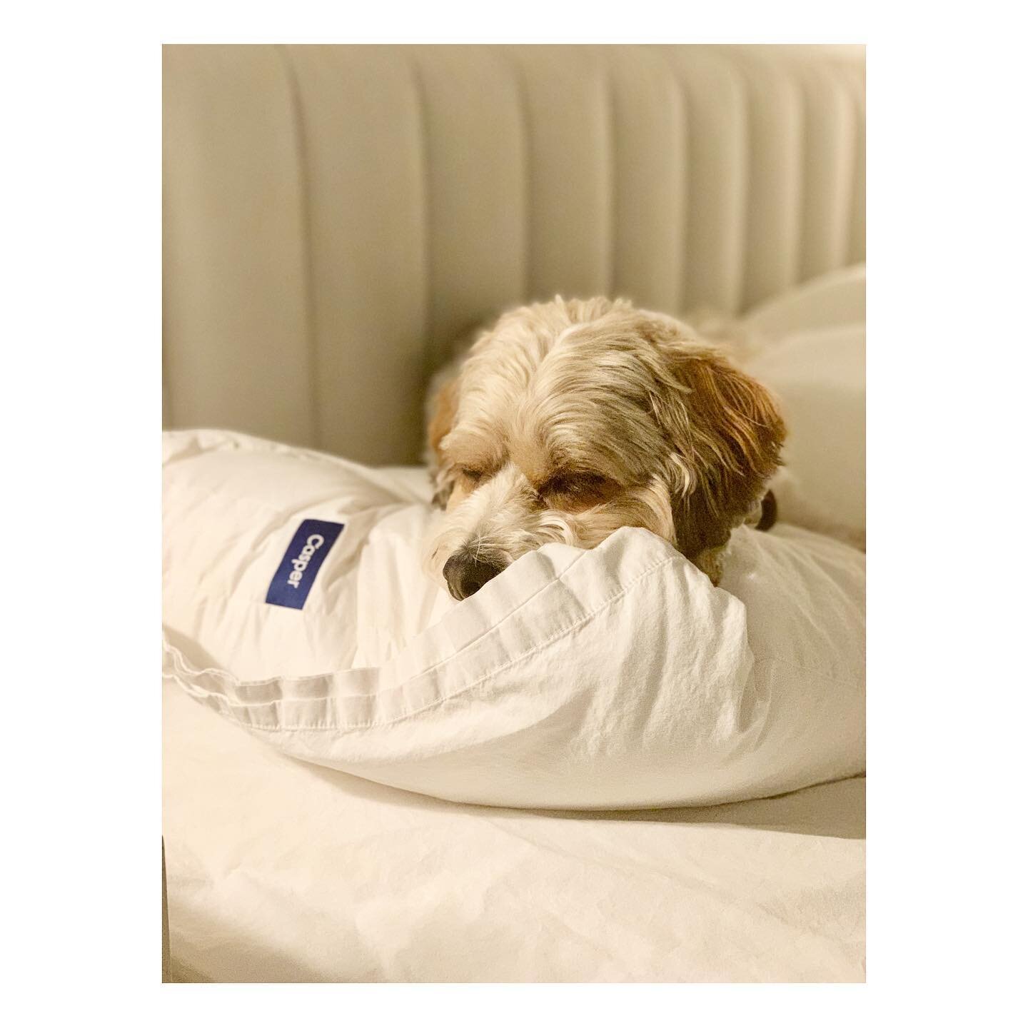 Anyone else love their @casper pillow as much as Teddy?! I can honestly say I have tried no less than a dozen different pillows and this has been my personal favorite. I always tell my clients spend your money where you spend most of your time ie. ma
