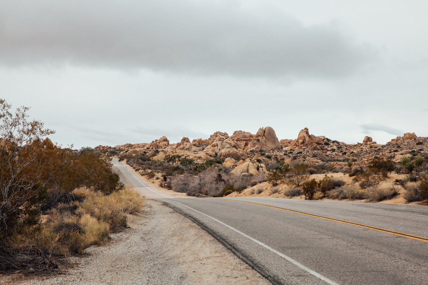 Toronto_Photographer_Joanna_Wojewoda_Joshua_Tree-3.jpg