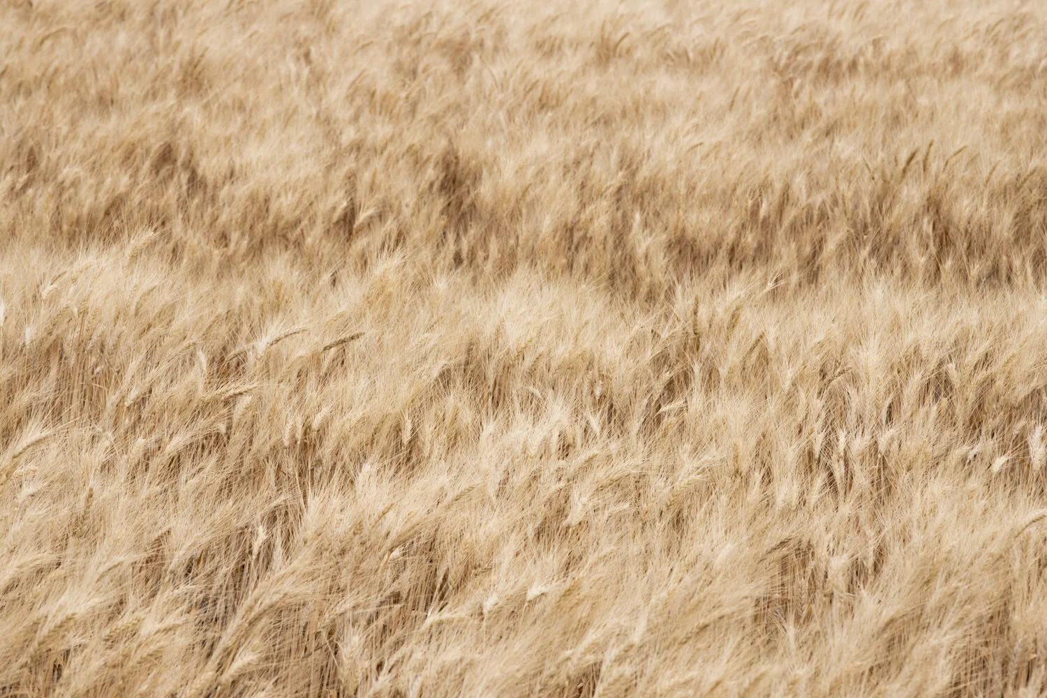 Toronto_Photographer_Joanna_Wojewoda_Cross_Canada.jpg