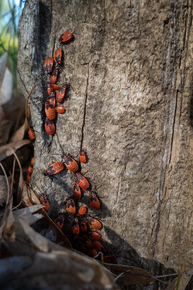Toronto_Photographer_Joanna_Wojewoda_Bugs.jpg