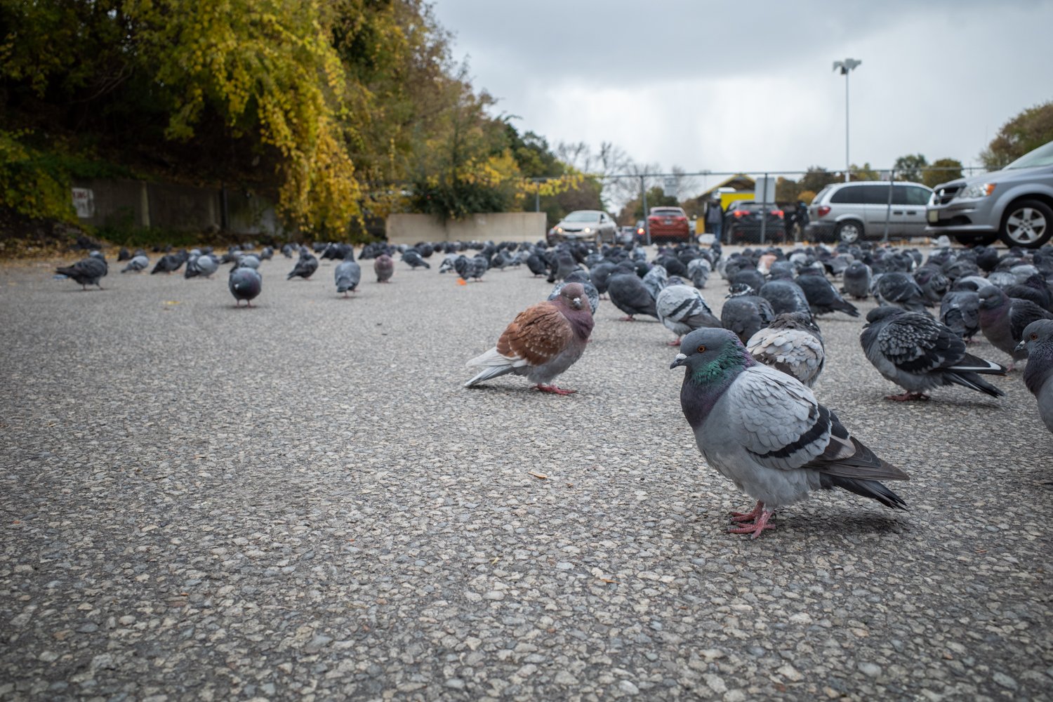Toronto_Photographer_Joanna_Wojewoda_Pigeons.jpg