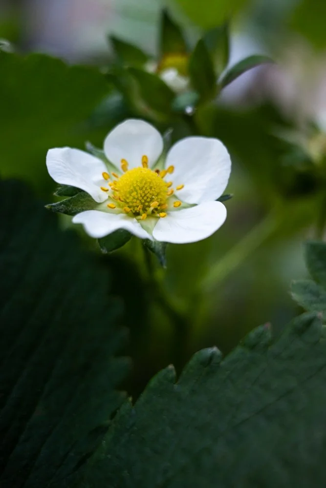 Toronto_Photographer_Joanna_Wojewoda_Garden-2.jpg