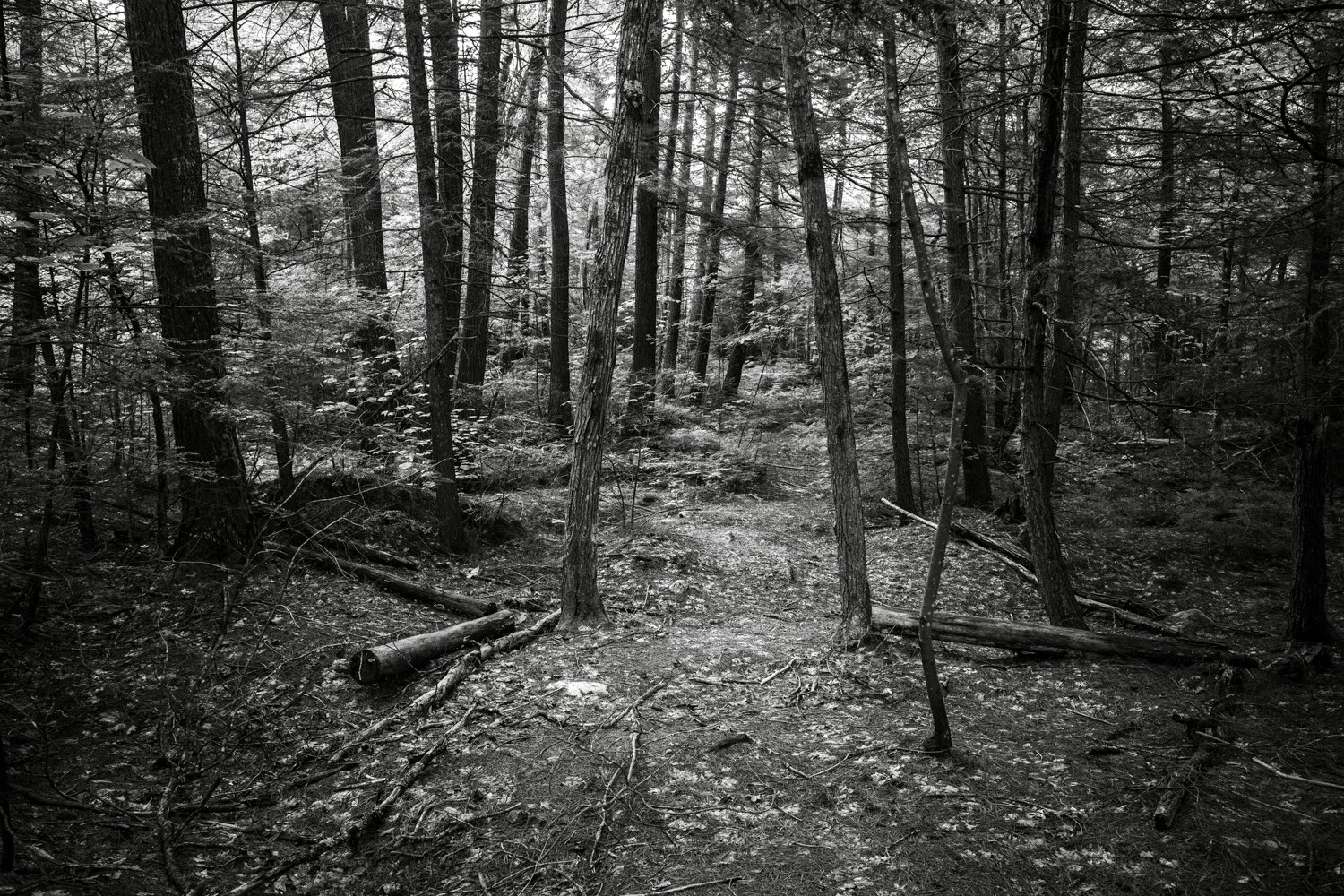 Toronto_Photographer_Joanna_Wojewoda_North_Ontario-19.jpg