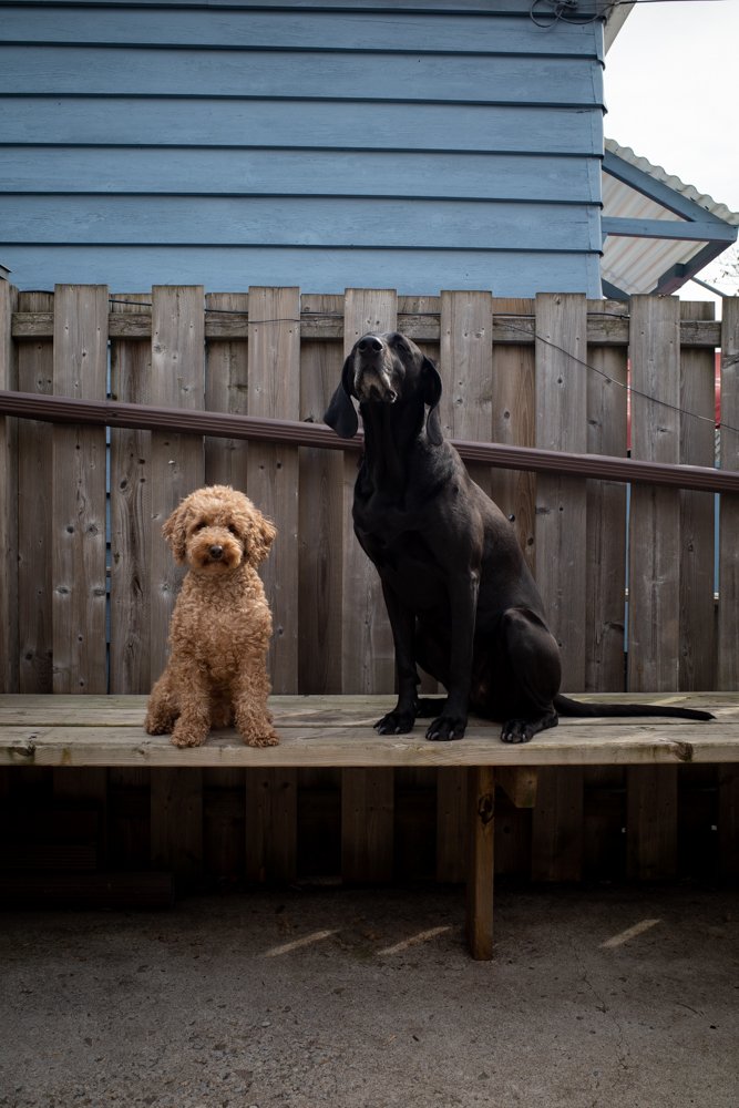 Toronto_Photographer_Joanna_Wojewoda_Violet_and_Wallce.jpg